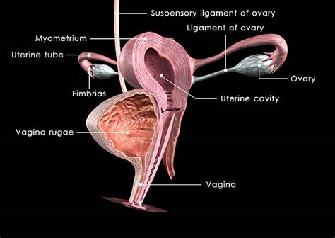 vagina hd|Category : Human surface anatomy of vulva .